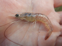 Deep-water rose shrimp