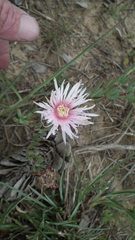 Lampranthus spectabilis