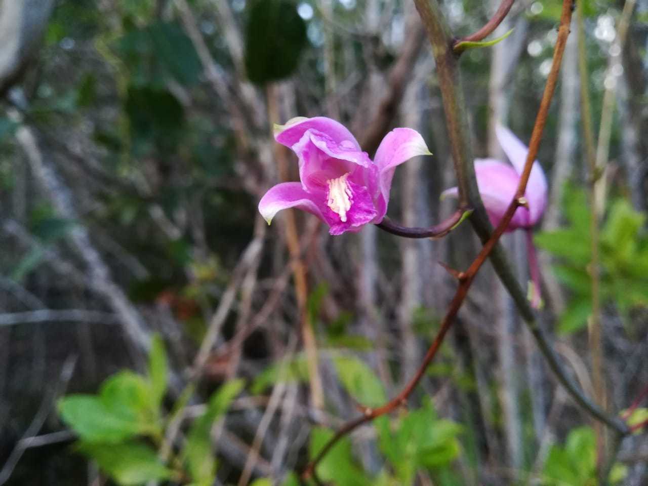 Orquídea Púrpura (Bletia purpurea) · NaturaLista Mexico