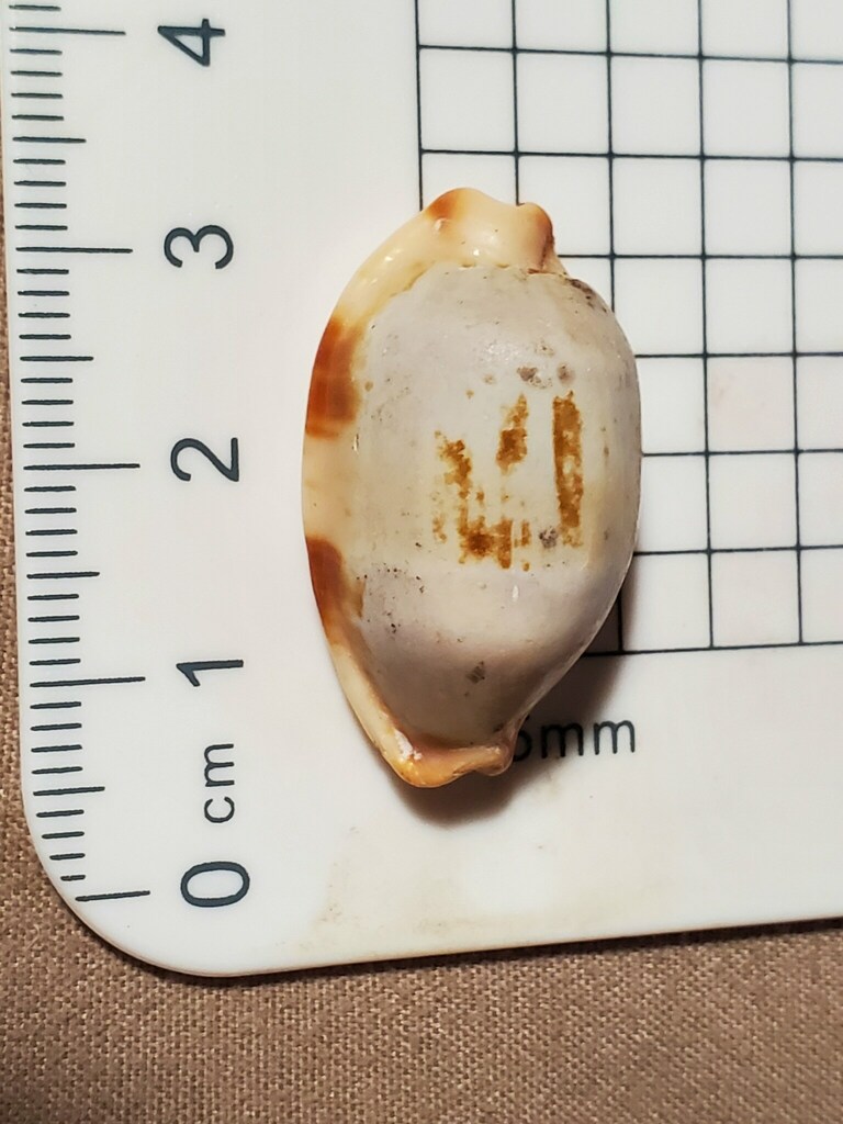Stolid cowrie