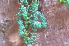 Sedum treleasei