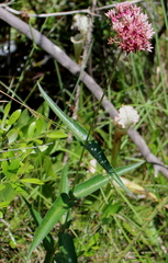 Asclepias rubra