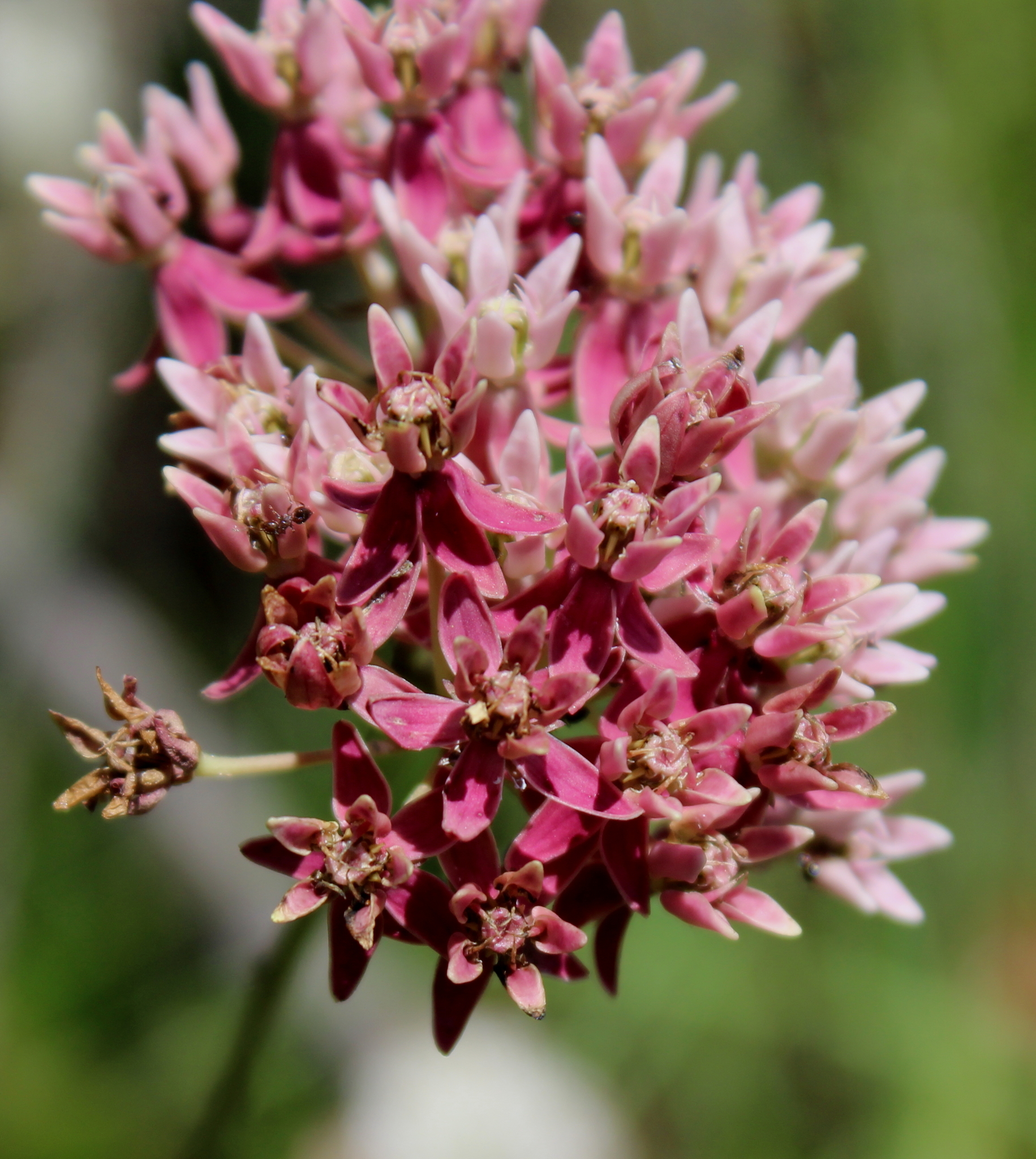 Asclepias rubra