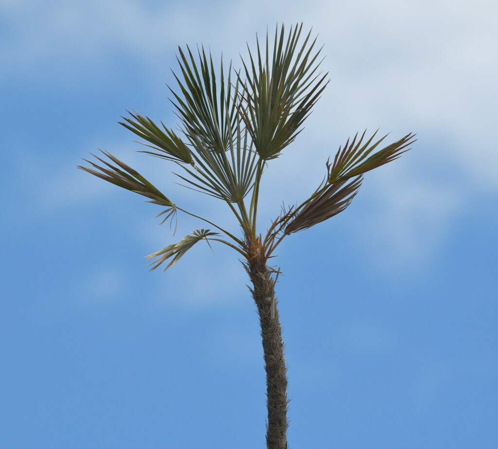 Coccothrinax ekmanii