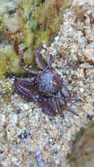 Petrolisthes tuberculosus