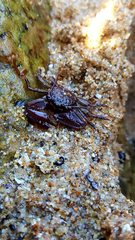 Petrolisthes tuberculosus