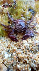 Petrolisthes tuberculosus