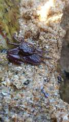 Petrolisthes tuberculosus