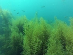 Sargassum horneri