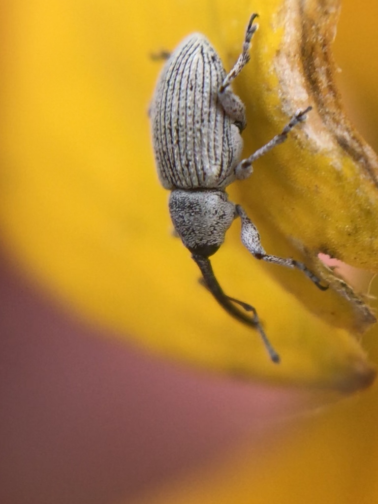 Gray Sunflower Seed Weevil