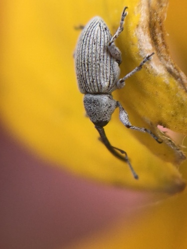 Gray Sunflower Seed Weevil