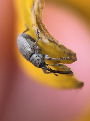 Gray Sunflower Seed Weevil photo 4