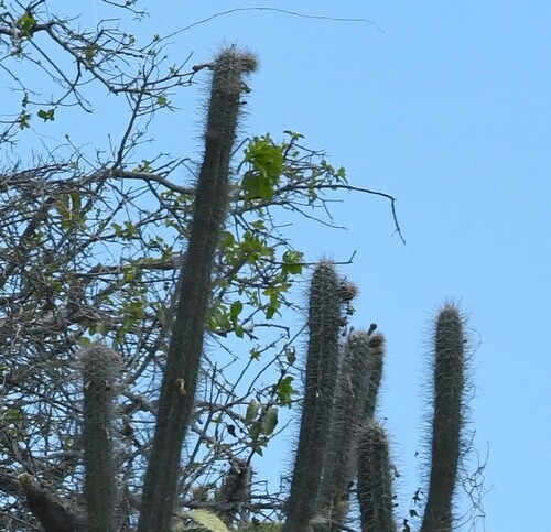 Image of Pilosocereus polygonus by (c) Zac Peterson, some rights reserved (CC BY)