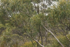 Eucalyptus nitida