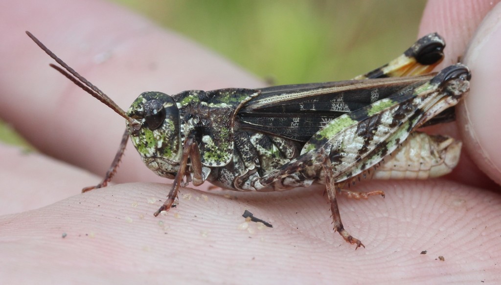 Orange-Winged Grasshopper