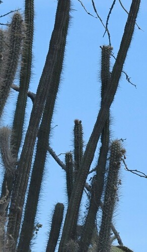 Image of Pilosocereus polygonus by (c) Zac Peterson, some rights reserved (CC BY)