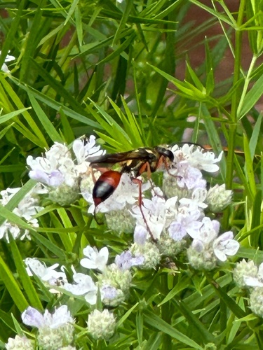 Sphex dorsalis photo 5