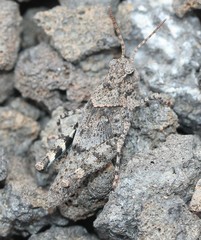 Trimerotropis cyaneipennis