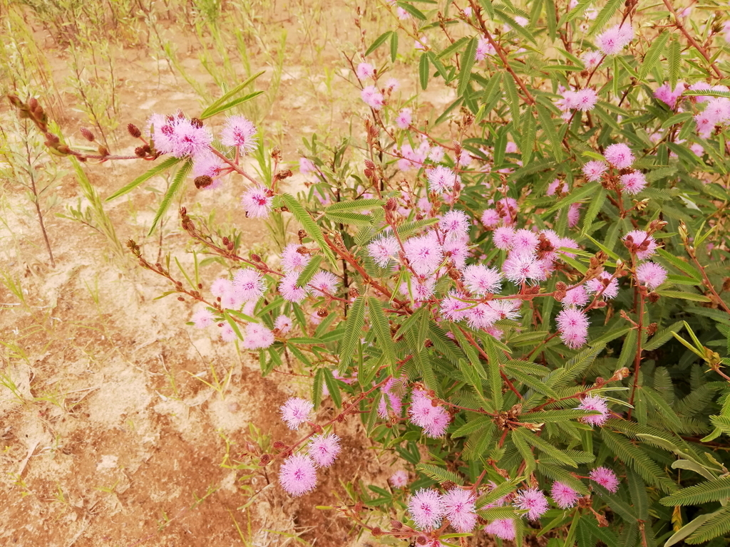 Mimosa xanthocentra