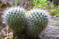 Mammillaria flavicentra