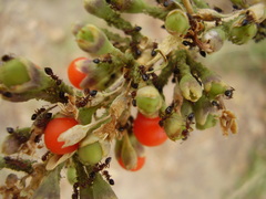Crematogaster subdentata