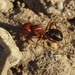 Camponotus turkestanicus - Photo (c) Юрий Данилевский (Yuriy Danilevsky), μερικά δικαιώματα διατηρούνται (CC BY), uploaded by Юрий Данилевский (Yuriy Danilevsky)