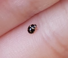 Brachiacantha decempustulata