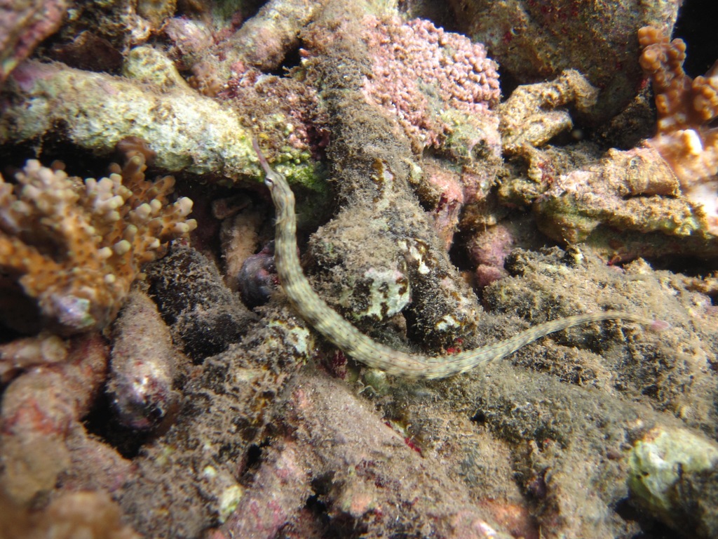 Bloodspot Pipefish
