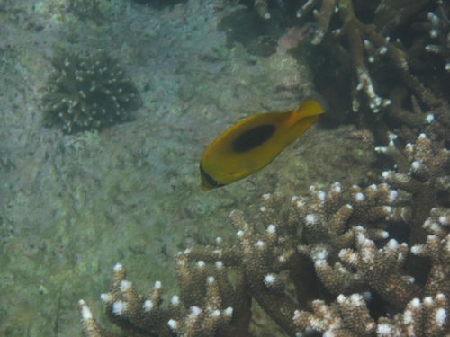 Chaetodon speculum