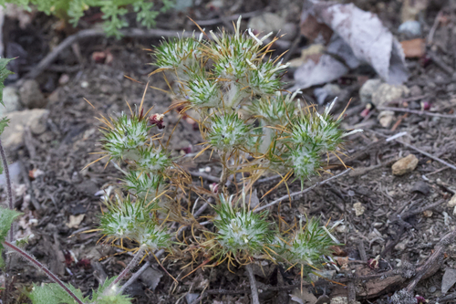 Image of Eriastrum abramsii by (c) Arvel Hernandez, some rights reserved (CC BY)