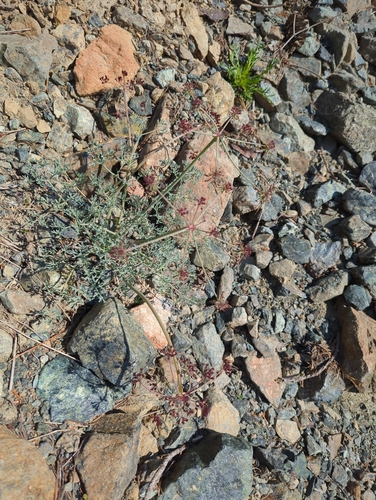 Image of Lomatium cuspidatum by (c) John Brew, some rights reserved (CC BY)