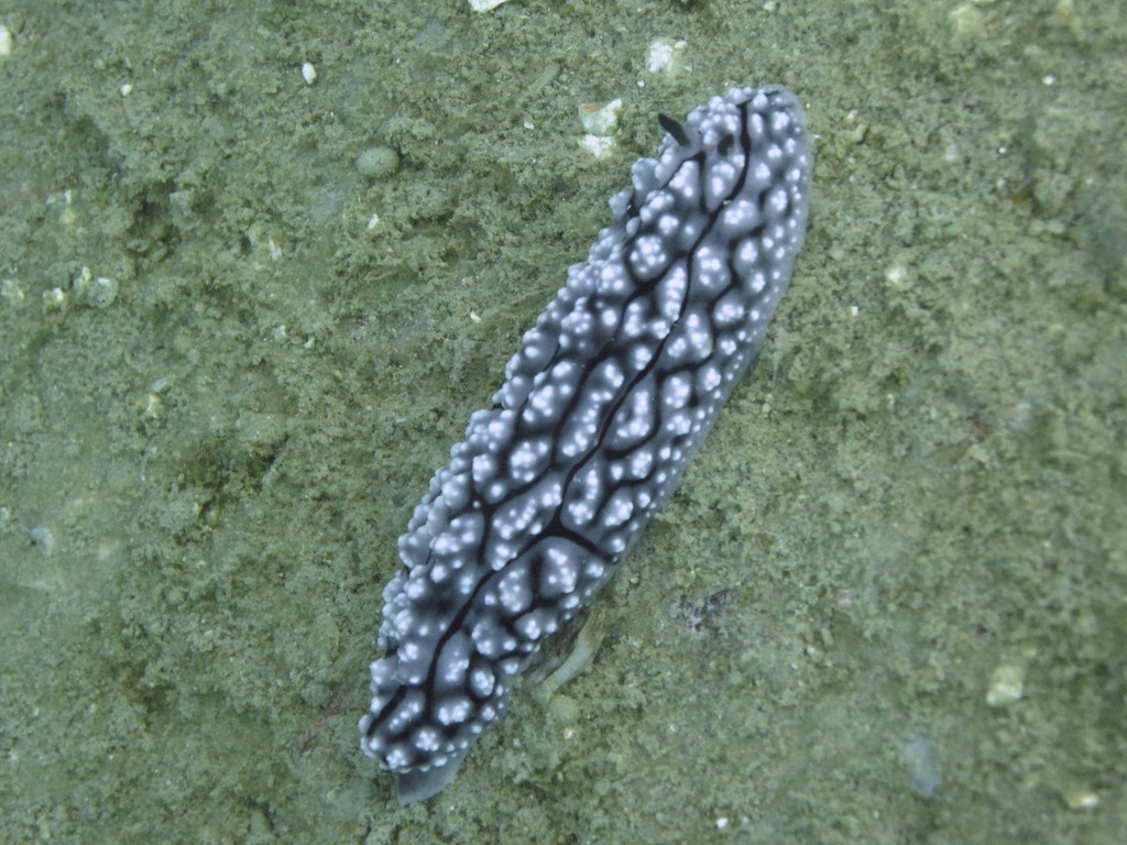 Krempf's Phyllidiopsis