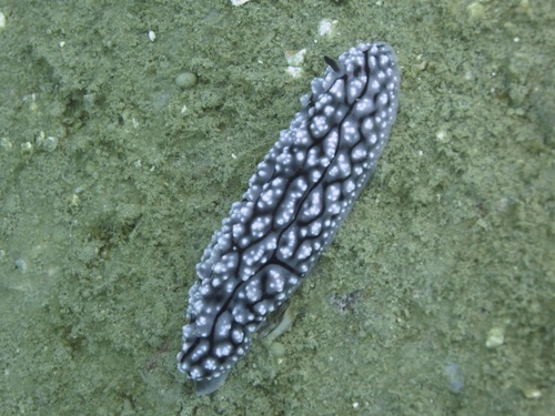 Krempf's Phyllidiopsis
