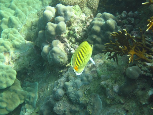 Chaetodon punctatofasciatus