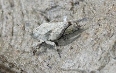 Paratettix cucullatus