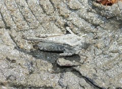 Paratettix cucullatus