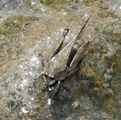 Paratettix cucullatus