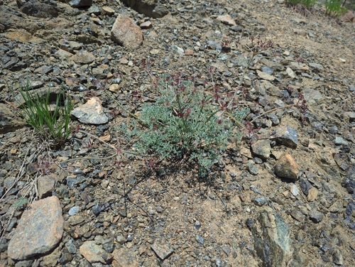 Image of Lomatium cuspidatum by (c) John Brew, some rights reserved (CC BY)