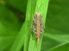 Tetrix ornata