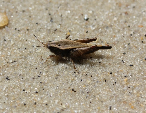 Photo of Black-sided Pygmy Grasshopper (Tettigidea lateralis)