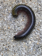 Rhinocricidae