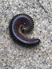 Rhinocricidae