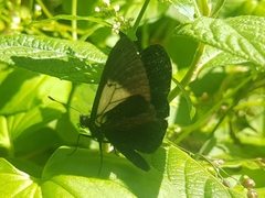 Altinote ozomene nox