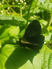 Altinote ozomene nox