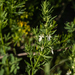 Teucrium coahuilanum - Photo (c) Cathryn Hoyt, some rights reserved (CC BY-NC), uploaded by Cathryn Hoyt