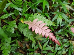 Blechnum polypodioides