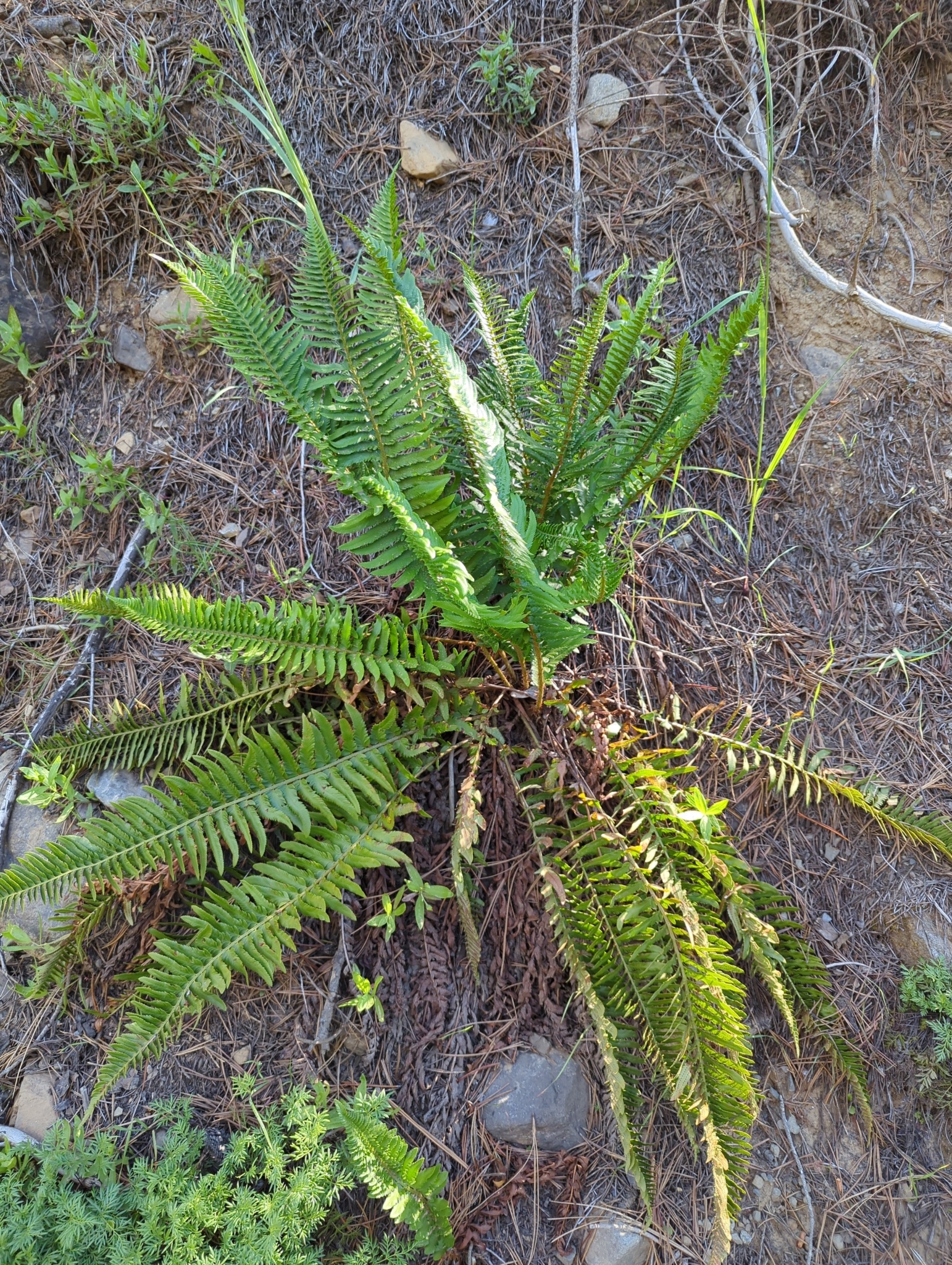 Western Swordfern (Polystichum munitum)