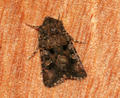 Tycomarptes inferior