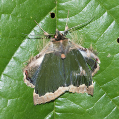 Ceroctena amynta