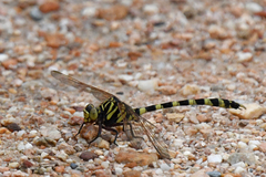 Zonophora